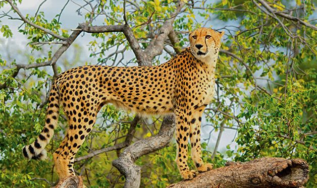 Autotour Johannesburg et Parc Kruger 2/3* pas cher photo 1