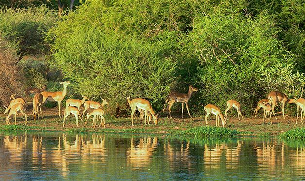 Autotour Johannesburg et Parc Kruger 2/3* pas cher photo 2
