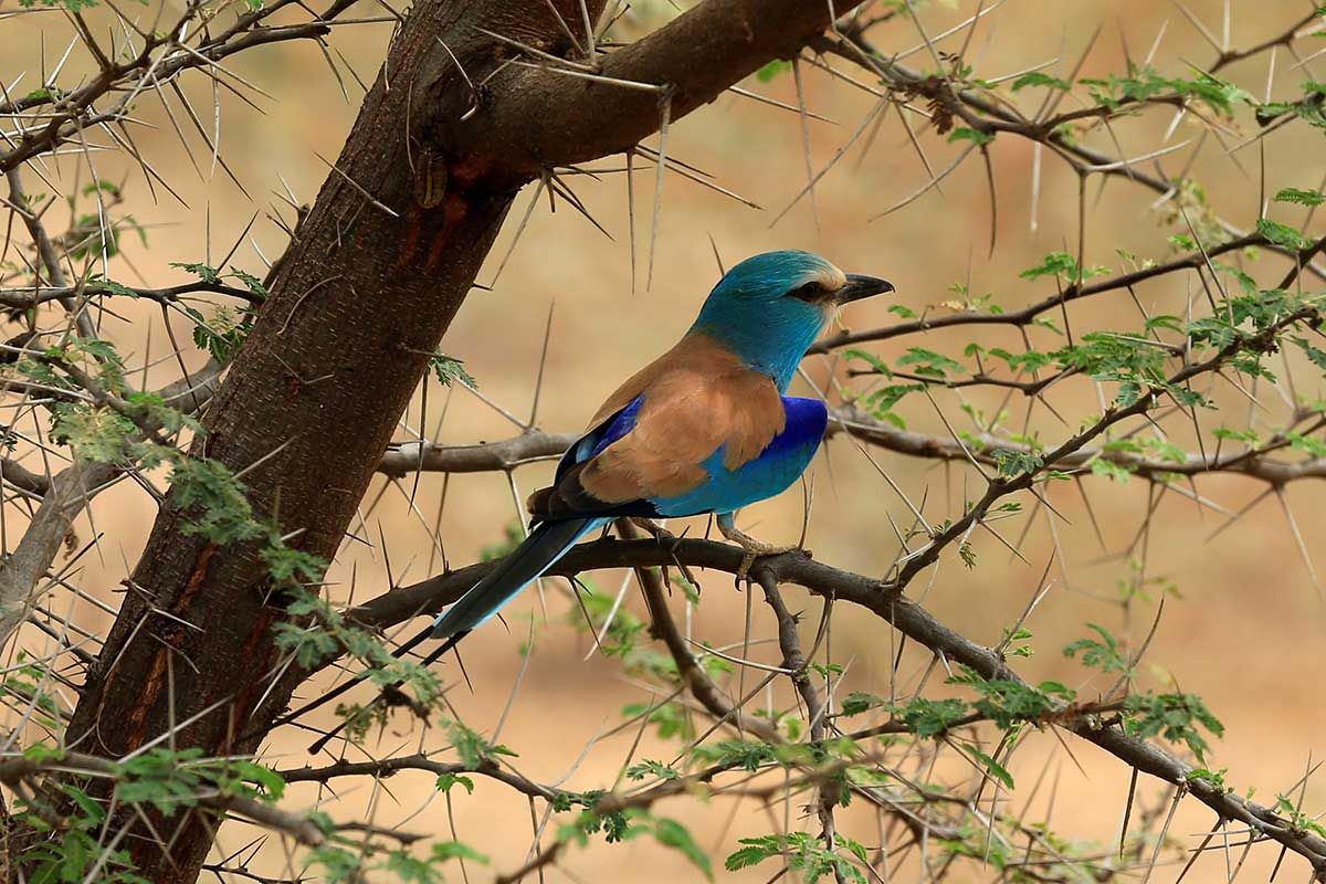Circuit Grand Tour du Sénégal 3* - 14 nuits pas cher photo 11