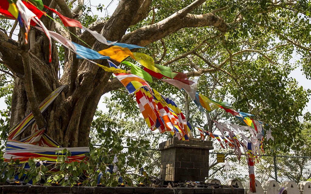 Circuit Sri Lanka 4* - 5 nuits pas cher photo 13