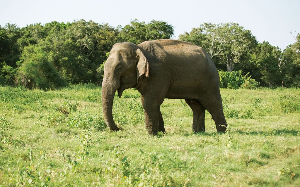 Circuit Sri Lanka 4* - 5 nuits pas cher photo 14