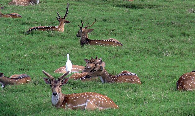 Combiné Circuit Ile Merveilleuse 3* avec extension à l'Hôtel Maalu Maalu Resort 5* - 10 nuits pas cher photo 14