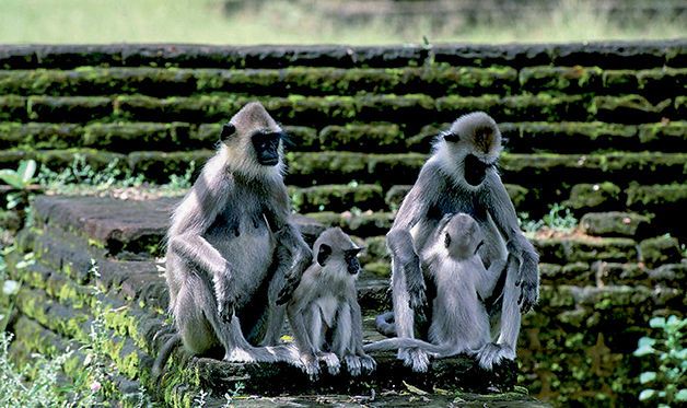 Combiné Circuit Ile Merveilleuse 4* et extension à l'Hôtel Maalu Maalu Resort 5* - 10 nuits pas cher photo 14