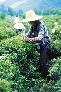 Combiné Sri Lanka 3* et Maldives 4* pas cher photo 4