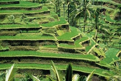 Circuit Bali, l'île des Dieux 4* - 10 nuits pas cher photo 6