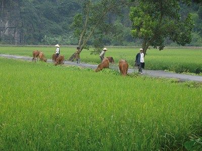 Circuit Des Rizières de Sapa à la Baie d'Halong 3* pas cher photo 27