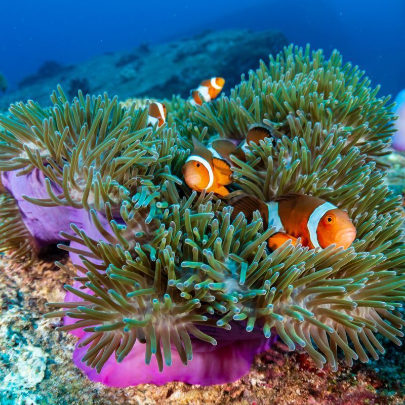 Combiné des Pyramides à la Mer Rouge 5* avec visites pas cher photo 31
