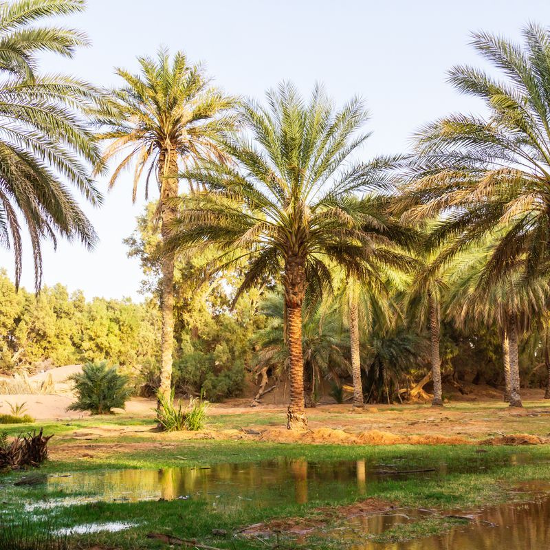 Circuit Aventure 4X4 Entre Oasis et Ksour 4* pas cher photo 8