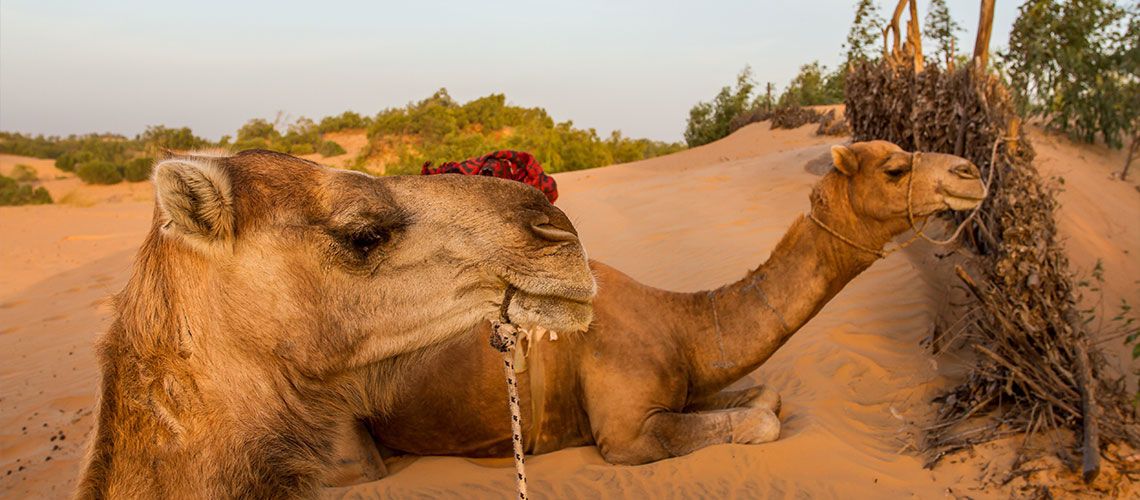 Kappa Circuit aux Couleurs du Sénégal 2* et séjour Kappa Club Royal Horizon Baobab 4* pas cher photo 6