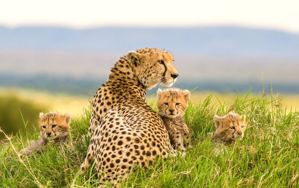 Safari Féeries d'Afrique 3* pas cher photo 1