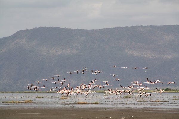Safari Evasion Sauvage en Tanzanie 3* pas cher photo 2