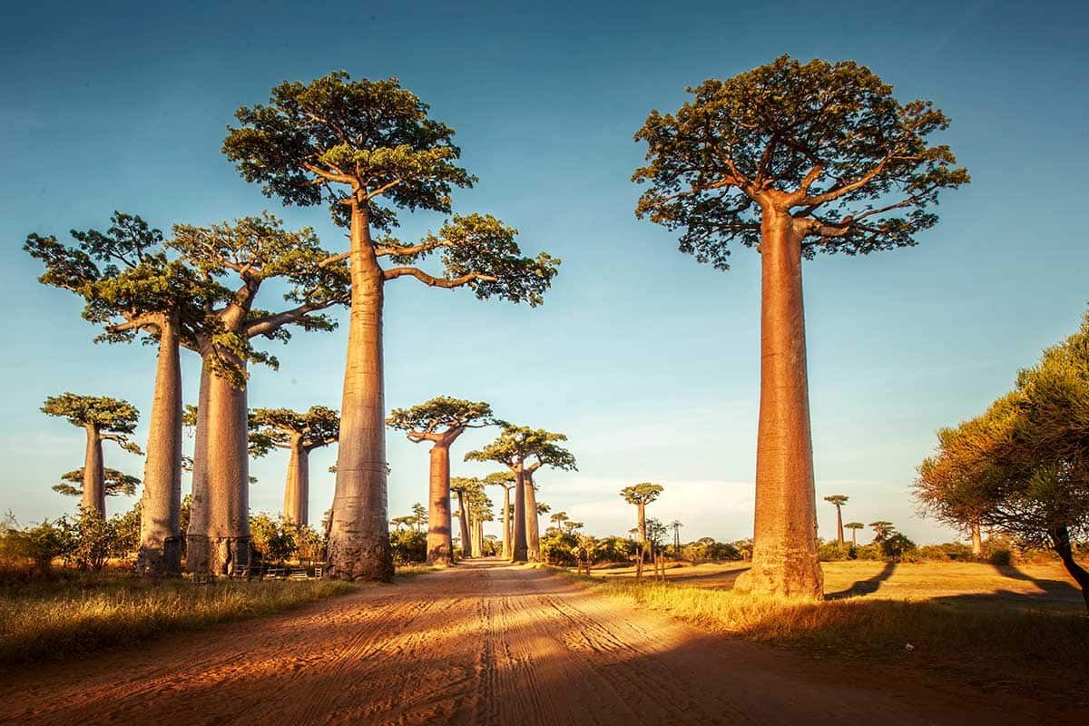 Circuit Rivière Tsiribihina Grands Tsingy Baobabs et sable blanc 3* pas cher photo 1