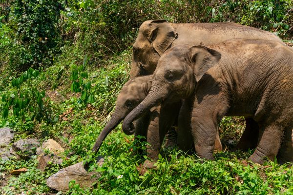 Circuit Des Temples Khmers et séjour à Phuket 4* pas cher photo 25