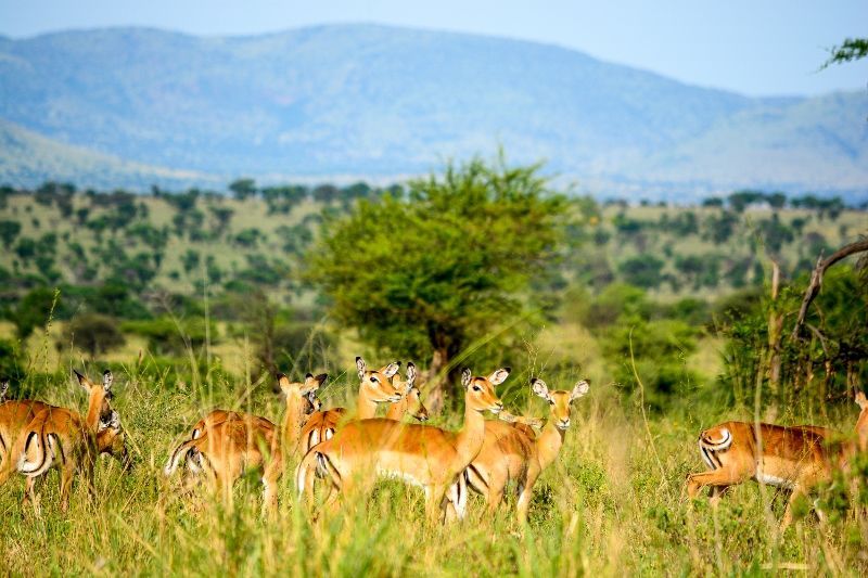 Combiné Safari Selous et Séjour Hôtel Karafuu Beach Resort and Spa 5* pas cher photo 16