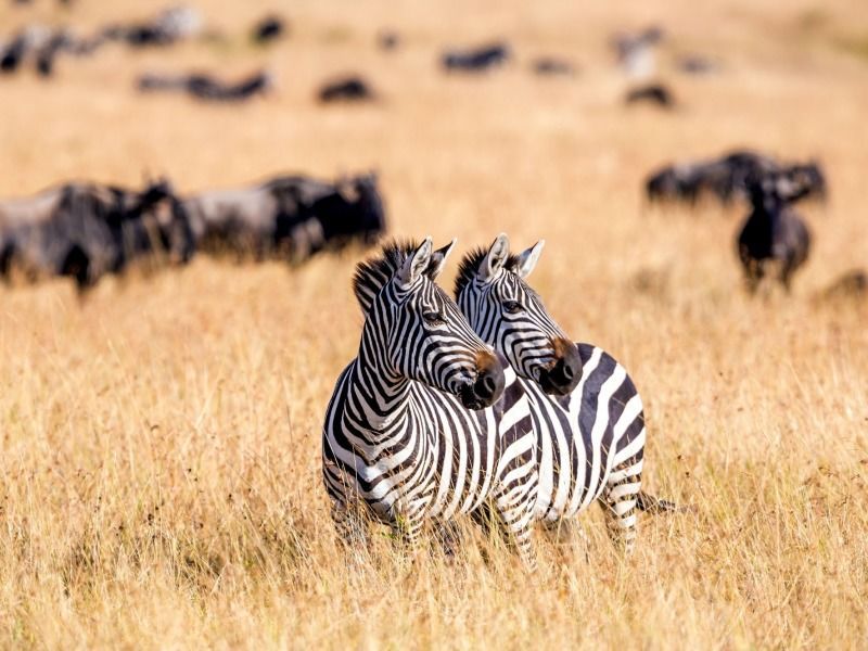 Safari Punda Milia de Nairobi à Mombasa 3* pas cher photo 6