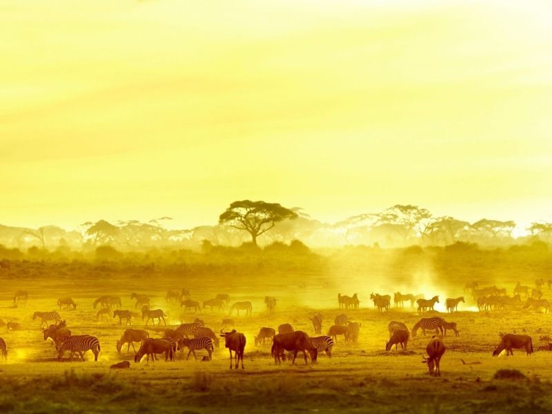 Safari Punda Milia de Nairobi à Mombasa 3* pas cher photo 7