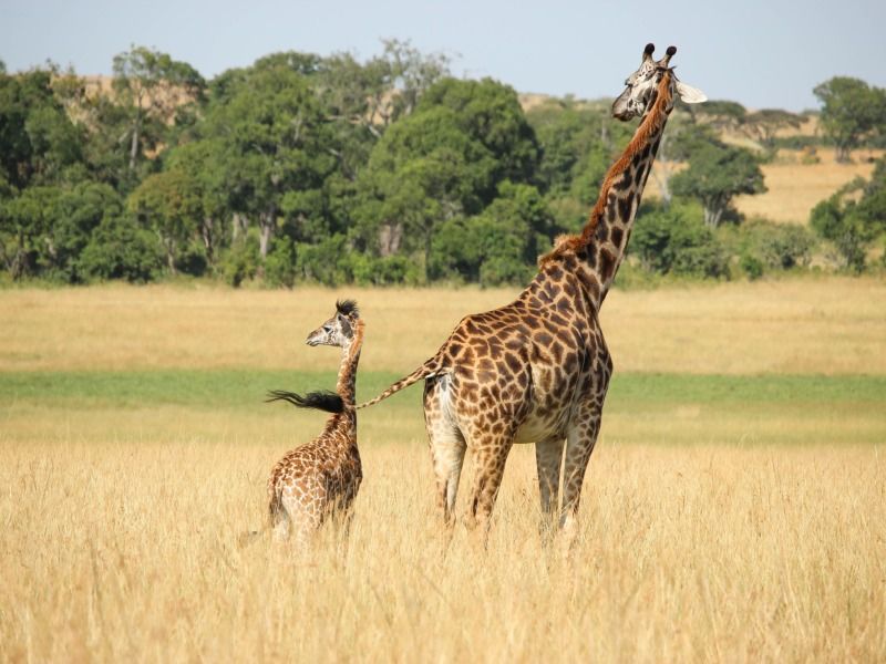 Safari Punda Milia de Nairobi à Mombasa 3* pas cher photo 8