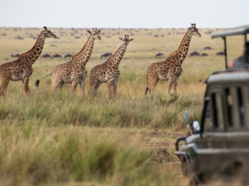 Combiné Amboseli Tanzanie 3* pas cher photo 8