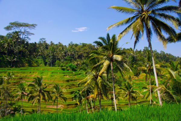 Circuit Secrets de Bali et plage 3* pas cher photo 13