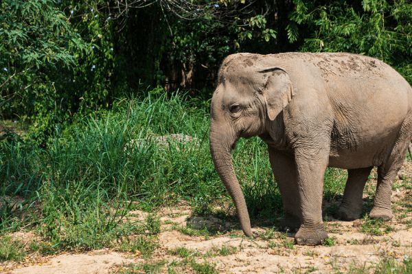 Circuit Trésors de Thaïlande et séjour à Khao Lak 4* pas cher photo 10