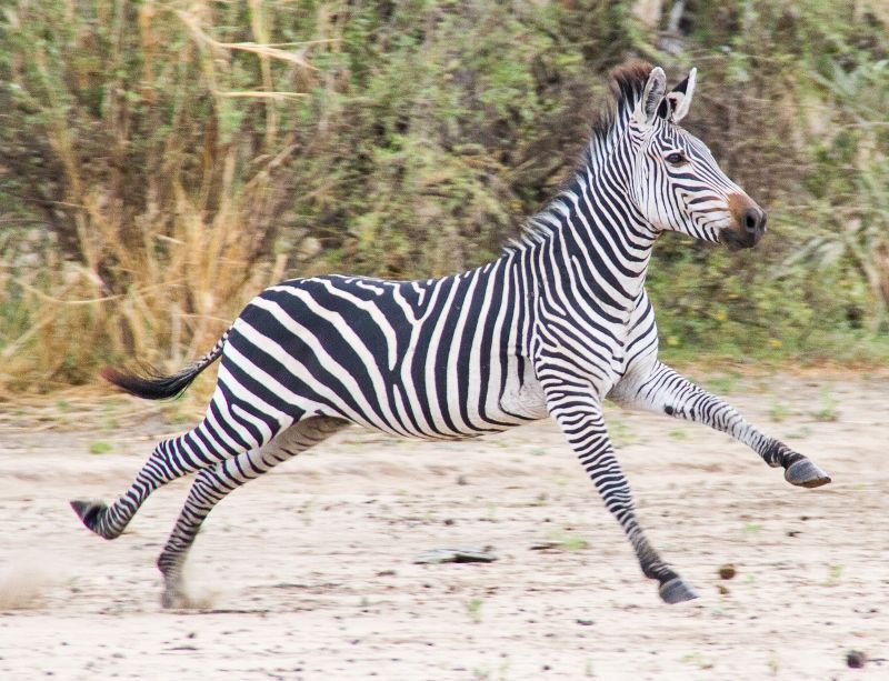 Safari Selous 1 nuit et Séjour Hôtel Kappa Club Zanzibar 5* pas cher photo 1
