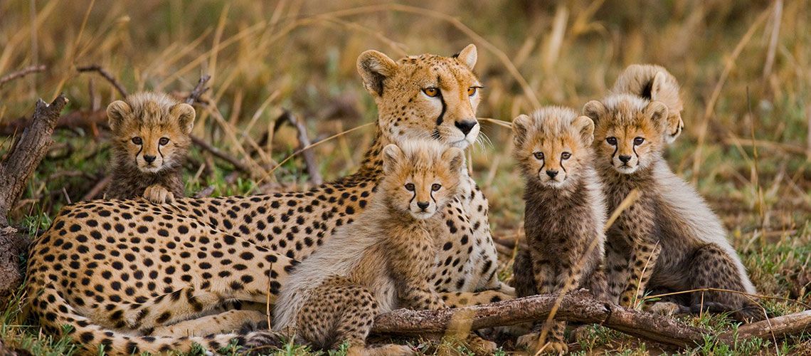 Safaris Ngorongoro, Tarangire et Manyara et Séjour Kappa Club Waridi Beach Resort & Spa 4* pas cher photo 6