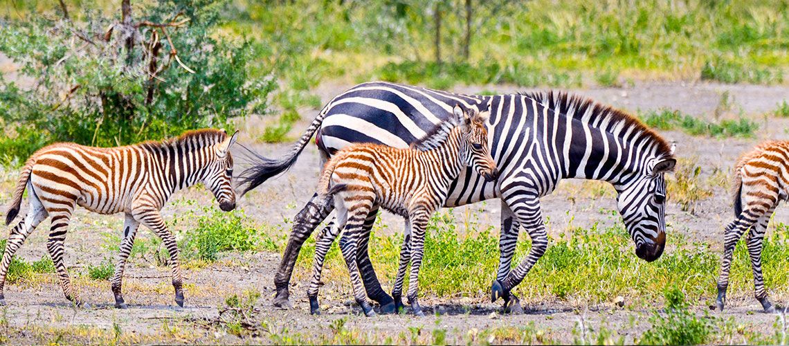 Safaris Ngorongoro, Tarangire et Manyara et Séjour Kappa Club Waridi Beach Resort & Spa 4* pas cher photo 7
