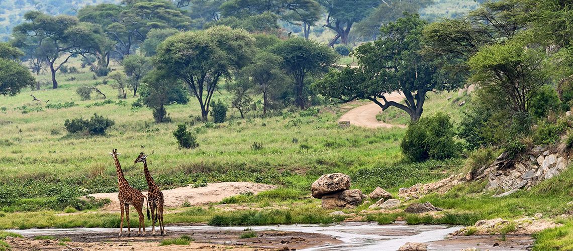 Safaris Ngorongoro, Tarangire et Manyara et Séjour Kappa Club Waridi Beach Resort & Spa 4* pas cher photo 8
