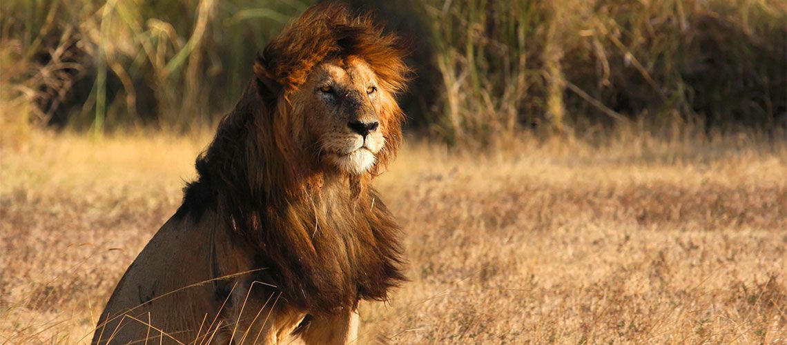 Safaris Ngorongoro, Tarangire et Manyara et Séjour Kappa Club Waridi Beach Resort & Spa 4* pas cher photo 9