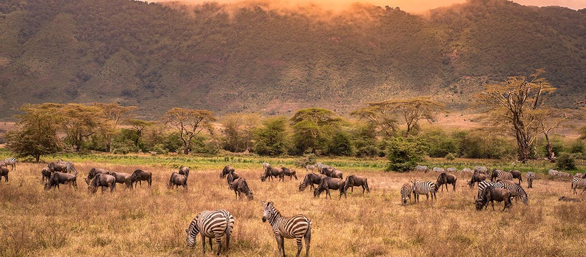 Safaris Ngorongoro, Tarangire et Manyara et Séjour Kappa Club Waridi Beach Resort & Spa 4* pas cher photo 10