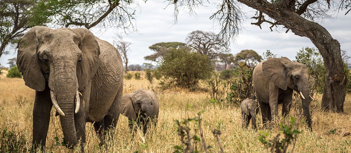 Safaris Ngorongoro, Tarangire et Manyara et Séjour Kappa Club Waridi Beach Resort & Spa 4* pas cher photo 13