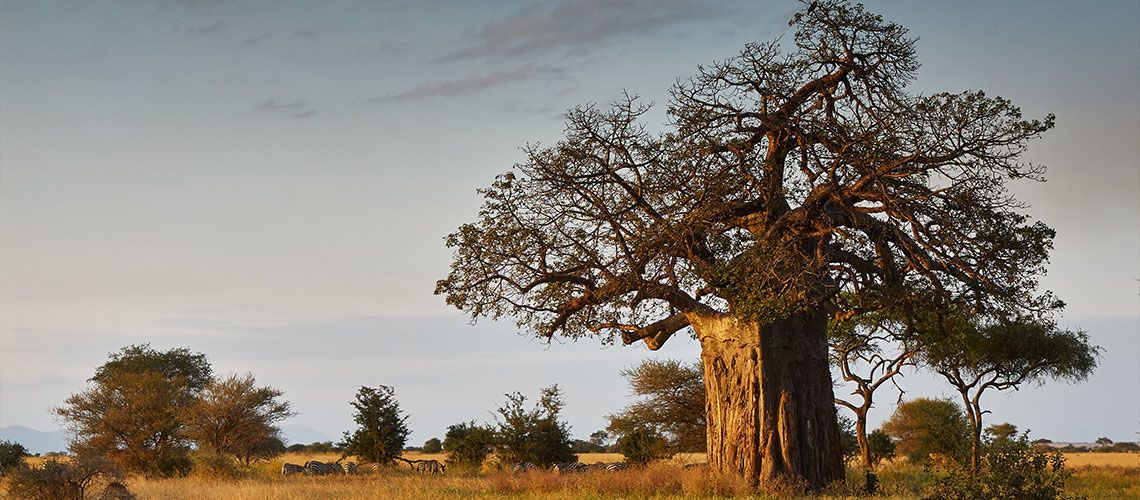 Safaris Ngorongoro, Tarangire et Manyara et Séjour Kappa Club Waridi Beach Resort & Spa 4* pas cher photo 14