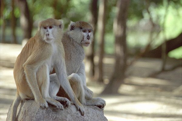 Circuit Beautés du Sénégal et Balade avec les lions de Fathala 3*/4* pas cher photo 8
