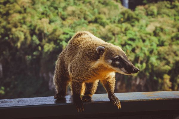 Circuit Grand Tour Argentin, Terre de Feu, les Andes et Iguazu 4* pas cher photo 15