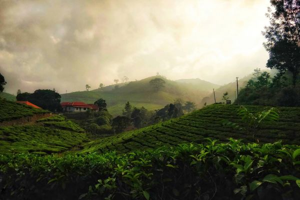 Circuit Charmes de l'Inde du Sud et Extension Plage à Mararikulam 3-4* pas cher photo 5