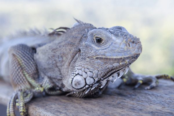 Circuit Joyaux de Bali, Munduk 3* pas cher photo 11