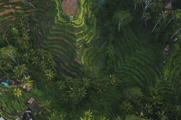 Circuit Joyaux de Bali, Munduk 3* pas cher photo 4