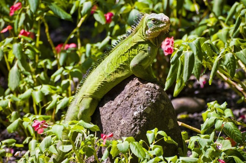 Autotour Immersion en Guadeloupe avec escapade aux Saintes, Marie-Galante et la Désirade 4* pas cher photo 5