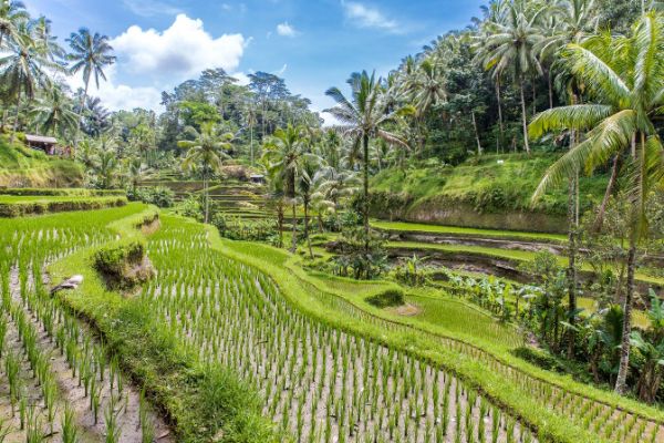 Combiné Bali Nature et Charme Tabanan, Ubud et Seminyak en Villas pas cher photo 19