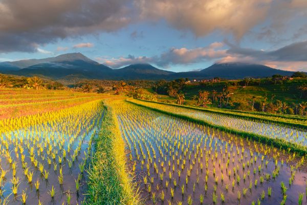 Circuit Bali Authentique 4* pas cher photo 15