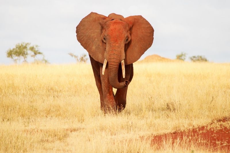 Safari Tsavo East et Hôtel Neptune Village Beach Resort et Spa 4* pas cher photo 5