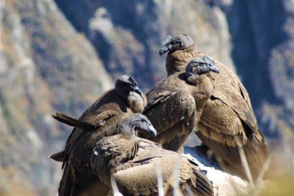 Circuit Au Coeur du Pays Inca 3* pas cher photo 7