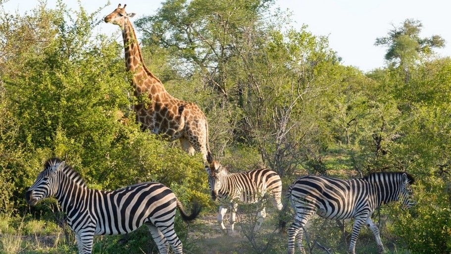 Circuit Magie de l'Afrique du Sud 3*-4* pas cher photo 1