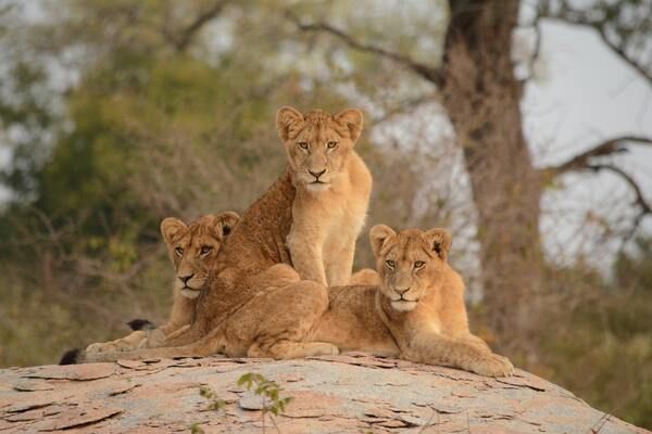 Circuit Du Cap de Bonne Espérance au Parc Kruger 3* pas cher photo 1