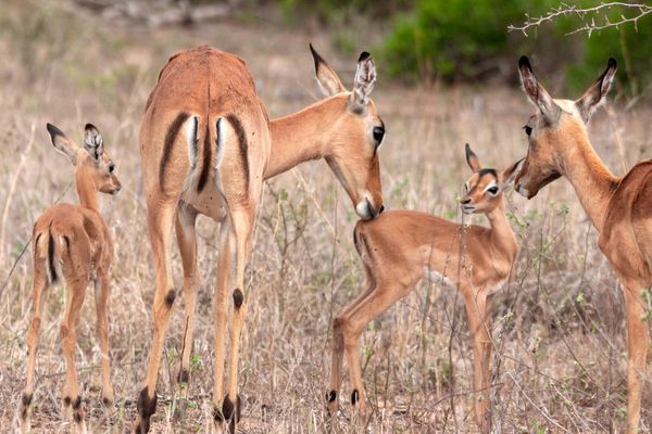 Circuit Du Cap de Bonne Espérance au Parc Kruger 3* pas cher photo 15