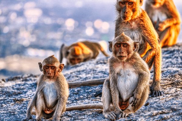 Circuit Trésors de Thaïlande et séjour à Hua Hin 4* pas cher photo 16
