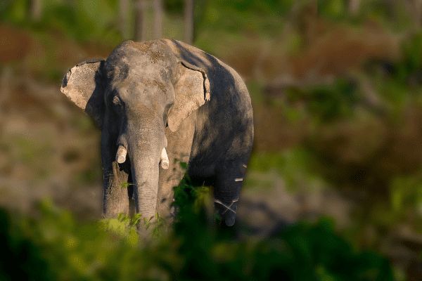 Circuit Trésors de Thaïlande et séjour à Koh Chang 4* pas cher photo 16