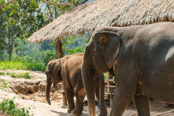 Circuit Grand Tour de Thaïlande et séjour à Krabi 5* pas cher photo 8