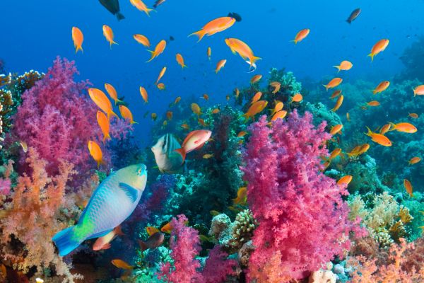 Combiné De la Vallée du Nil aux sables d'Hurghada 5* pas cher