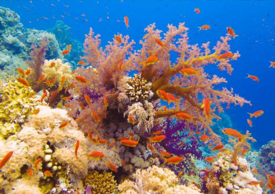 Combiné De la Vallée du Nil aux sables d'Hurghada 5* pas cher photo 30